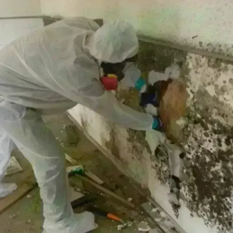 Mold Remediation and Removal in Hutchinson, KS